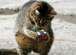 Cat-With-Rubiks-Cube